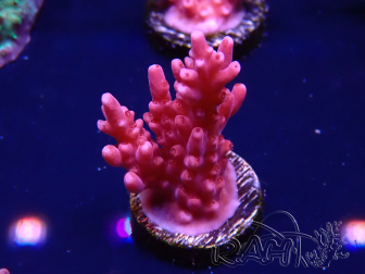 WYSIWYG RAH Acropora ballerina