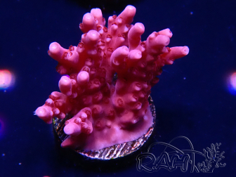 WYSIWYG RAH Acropora ballerina