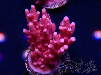 WYSIWYG RAH Acropora ballerina 5C10
