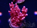 WYSIWYG RAH Acropora ballerina 5C10