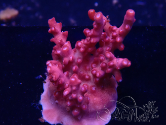 WYSIWYG Acropora millepora Pink