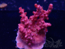 WYSIWYG RAH Acropora Ghost Town 5D1