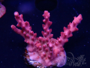 WYSIWYG Acropora
