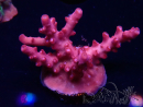 WYSIWYG RAH Acropora Ghost Town 5D3