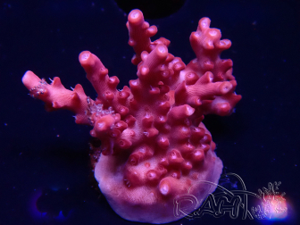 WYSIWYG RAH Acropora Ghost Town 5D4