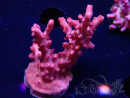 WYSIWYG RAH Acropora Ghost Town 5D5