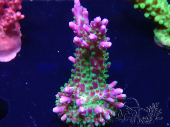 WYSIWYG RAH Acropora Blue Lagoon 5E1