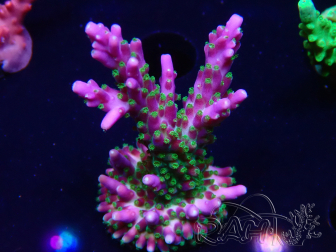 WYSIWYG RAH Acropora Blue Lagoon
