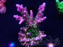 WYSIWYG RAH Acropora Blue Lagoon
