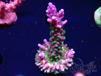 WYSIWYG RAH Acropora Blue Lagoon