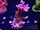 WYSIWYG RAH Acropora Blue Lagoon