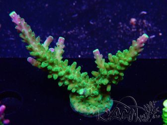 WYSIWYG RAH Acropora latistella Popsicle