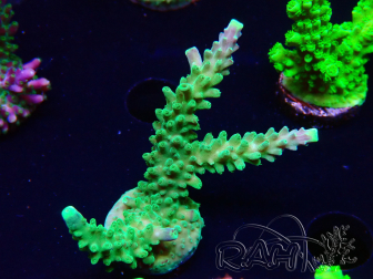 WYSIWYG RAH Acropora Joker