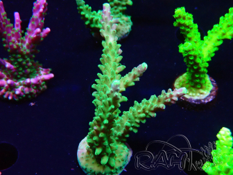 WYSIWYG RAH Acropora Joker