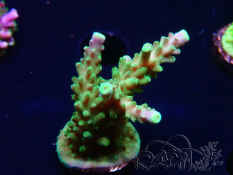 WYSIWYG RAH Acropora Joker 5H9