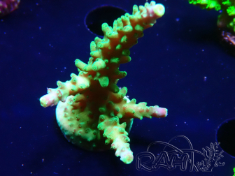 WYSIWYG RAH Acropora Joker