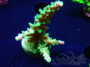 WYSIWYG RAH Acropora Joker
