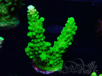 WYSIWYG Acropora yongei Geen Slimer