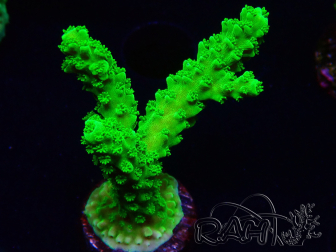 WYSIWYG Acropora yongei Geen Slimer 5J7