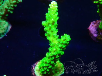 WYSIWYG Acropora yongei Geen Slimer