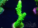 WYSIWYG Acropora yongei Geen Slimer