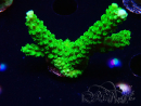 WYSIWYG Acropora yongei Geen Slimer 5J9