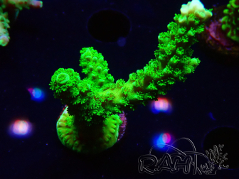 WYSIWYG Acropora yongei Geen Slimer 5J10