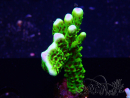 WYSIWYG - CB Incredible Hulk Montipora 5L6