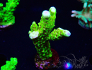 WYSIWYG - CB Incredible Hulk Montipora 5L7