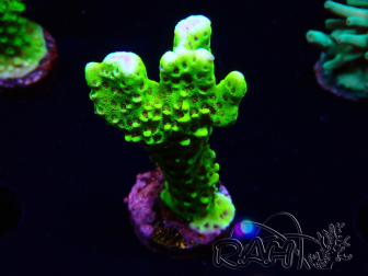 WYSIWYG - CB Incredible Hulk Montipora