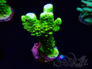 WYSIWYG - CB Incredible Hulk Montipora