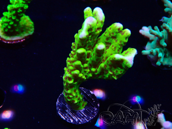 WYSIWYG - CB Incredible Hulk Montipora 5L9
