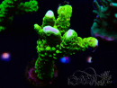 WYSIWYG - CB Incredible Hulk Montipora