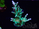 WYSIWYG ORA Acropora turaki Hawkins 5U1