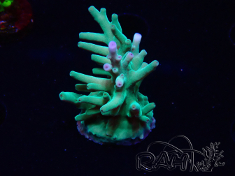 WYSIWYG ORA Acropora turaki Hawkins 5U2