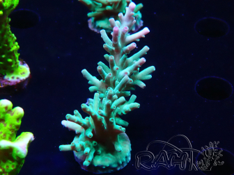 WYSIWYG ORA Acropora turaki Hawkins