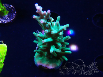 WYSIWYG ORA  Acropora turaki Hawkins 5U4