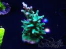 WYSIWYG ORA  Acropora turaki Hawkins