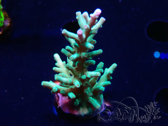 WYSIWYG ORA Acropora turaki Hawkins