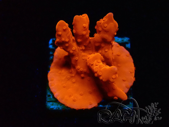 WYSIWYG Montipora Setosa