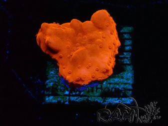 WYSIWYG Montipora Setosa Grafted