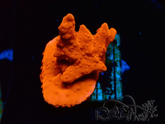 WYSIWYG Montipora Setosa Grafted