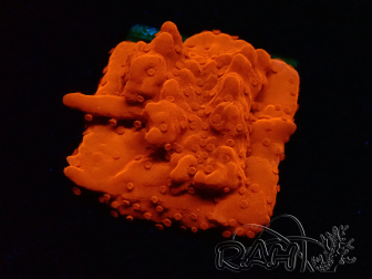WYSIWYG Montipora Setosa 11A8