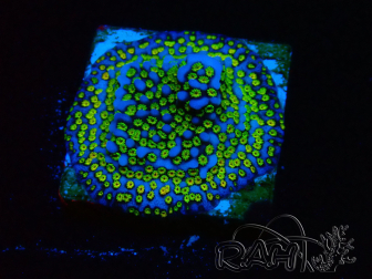 WYSIWYG Montipora Ultraman