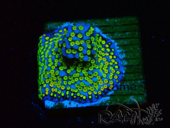 WYSIWYG Montipora Ultraman