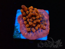 WYSIWYG JF Montipora Altered Ego