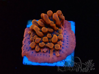 WYSIWYG JF Montipora Altered Ego