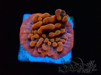 WYSIWYG JF Montipora Altered Ego 11B8