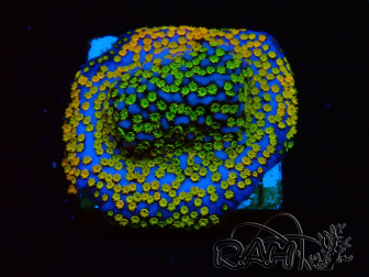 WYSIWYG Montipora Rainbow 11C1
