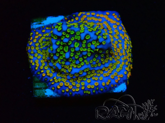 WYSIWYG Montipora Rainbow